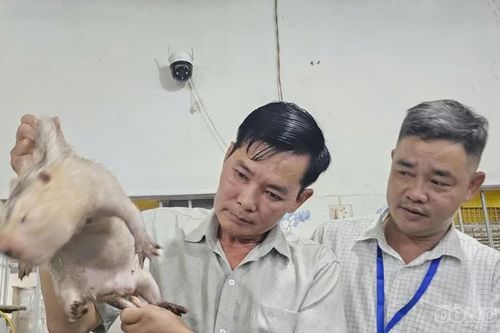 Lão nông làm giàu nhờ nuôi con 'nhịn uống, ăn tiết kiệm'