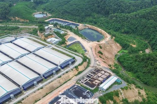 Xử phạt xã nuôi gần 80.000 con lợn