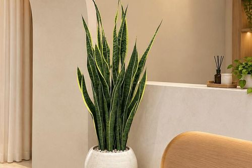 5 cây cảnh cho spa giúp không gian thư giãn, hút tài lộc
