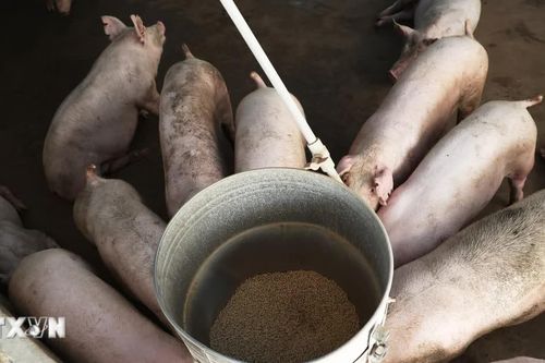 Đồng Nai khởi tố hai bị can trong vụ hơn 2.300 con lợn nhiễm Salbutamol