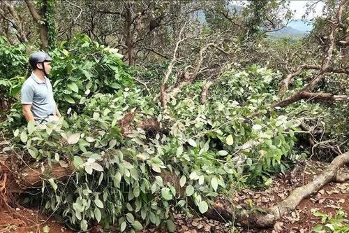 Mưa lớn gây thiệt hại sản xuất, sạt lở nhiều công trình tại Gia Lai
