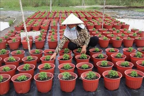 Đồng Tháp xuống giống hơn 1.400 ha hoa kiểng phục vụ Tết Nguyên đán 2027