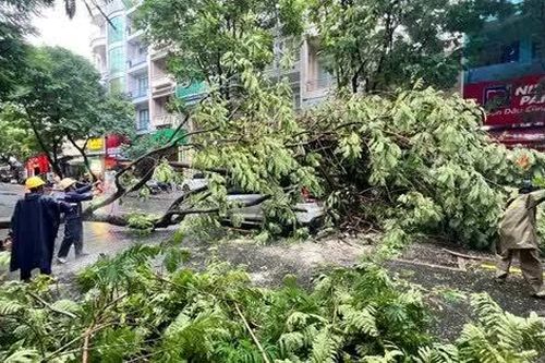 ‘Khám bệnh’ cho cây cổ thụ đô thị