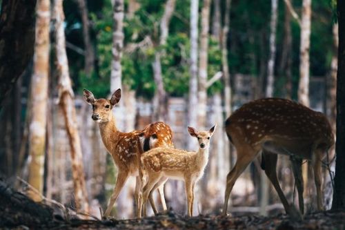 Từ hơn 4.000 cá thể đến mạng lưới bảo tồn quốc tế: Vinpearl Safari đã đi xa đến đâu sau hơn một thập kỷ?