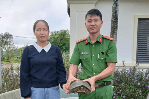 Người dân tự nguyện giao nộp rùa đất lớn quý hiếm