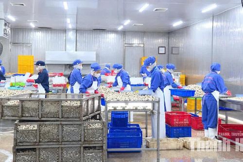 Chuẩn hóa vùng nuôi ngao, nâng sức cạnh tranh cho sản phẩm xuất khẩu