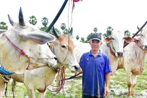 Hơn 30 năm nài bò