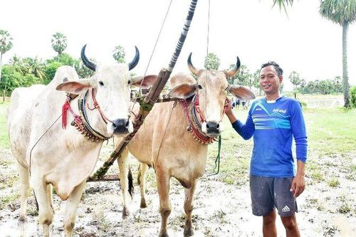 Nuôi bò đua, chỉ làm nài mới hiểu