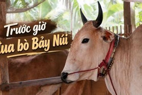 Trước giờ đua bò Bảy Núi