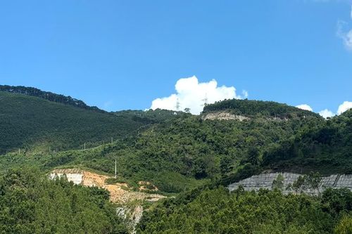 2,5 triệu ha rừng keo và nghịch lý bán nguyên liệu giá rẻ