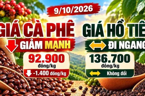 Giá cà phê, hồ tiêu hôm nay 9/10: Cà phê giảm sâu, hồ tiêu đi ngang