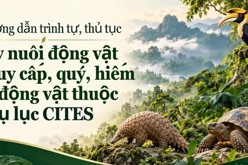 Hướng dẫn trình tự, thủ tục gây nuôi động vật nguy cấp, quý, hiếm và động vật thuộc Phụ lục CITES