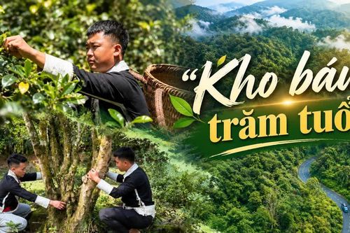 "Kho báu" trăm tuổi
