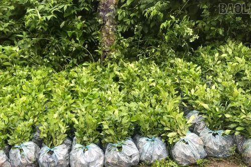 Mường Khương cấp hơn 230.000 cây giống, mở rộng vùng chè
