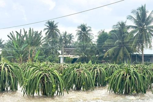 Lâm Đồng hỗ trợ hơn 53,8 tỷ đồng khôi phục sản xuất nông nghiệp sau thiên tai