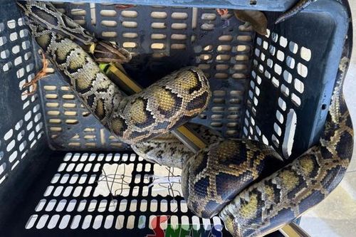 Công an xã Chiềng Khoong phối hợp với lực lượng Kiểm lâm thả cá thể trăn về môi trường tự nhiên
