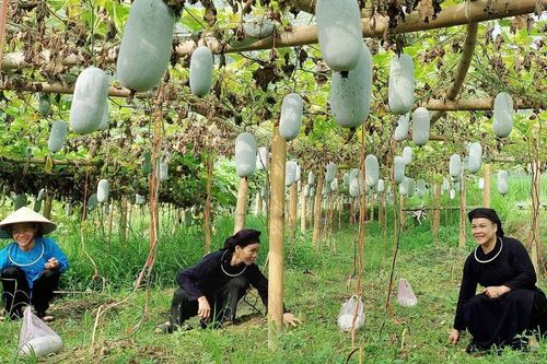 Khai thác, bảo vệ giá trị thương hiệu bí xanh thơm Bắc Kạn