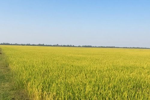 HTX gom sức nông hộ, đưa vùng lúa Khánh Hưng lên quy mô lớn