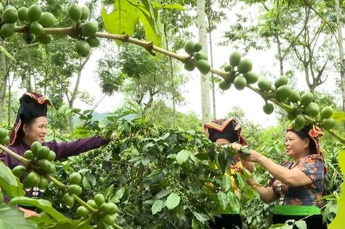 Điện Biên đặt mục tiêu tăng trưởng GRDP 13,97% trong quý cuối năm