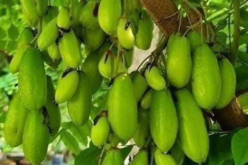 Loại quả chua đến nhăn mặt, xưa mọc đầy bờ rào không ai hái, nay lên phố thành đặc sản đắt khách giá tới 20.0000 đồng/kg