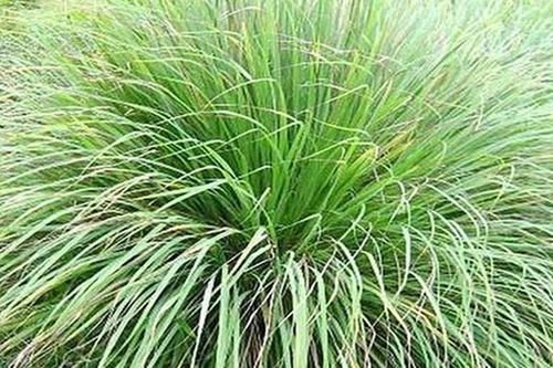 Loại cây nhiều nhà trồng ngoài sân, tưởng chỉ làm gia vị, hóa ra còn có công dụng đặc biệt ít người biết