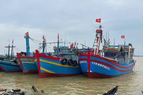 Ngư dân Huế trúng đậm cá bò, thu tiền tỉ sau hai chuyến đi biển