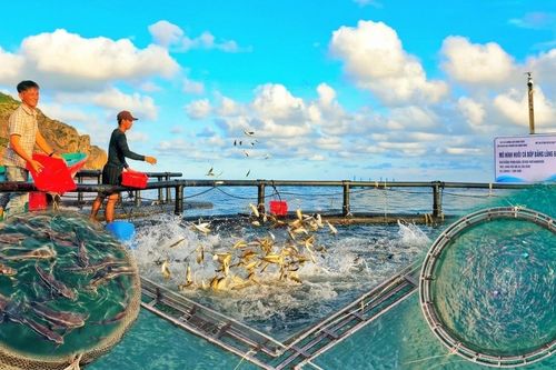 Ngư dân Gia Lai thả lồng HDPE nuôi cá bớp giữa biển, thu trăm triệu đồng mỗi vụ