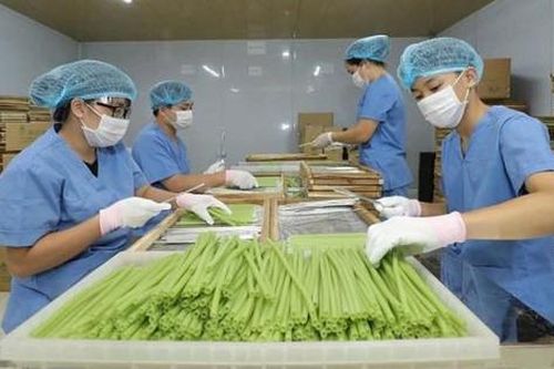 Từ vùng rau sạch đến sản phẩm xanh
