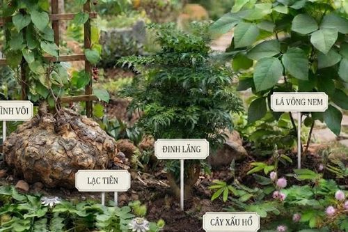 5 cây thuốc nam tiêu biểu chữa mất ngủ