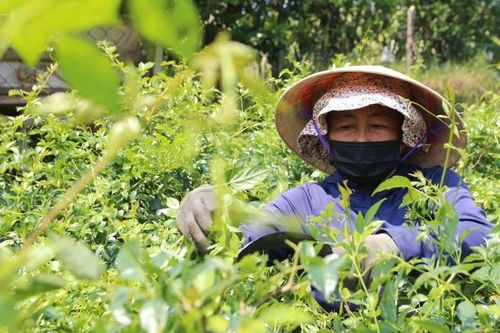 Chuẩn GACP-WHO: Bước tiến nâng giá trị dược liệu Việt