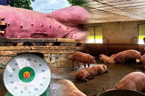 Chất tạo nạc Salbutamol trong thịt heo: Nấu chín có hết độc?