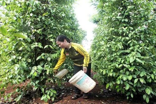 Mỹ và Trung Quốc dẫn đầu nhập khẩu hồ tiêu từ Việt Nam