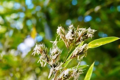 Hàng chục năm mới ra hoa một lần rồi chết: Bí mật kỳ lạ của những rừng tre