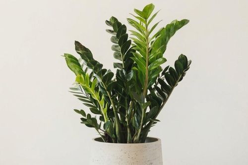 4 cây phong thủy hợp phong cách tối giản, giúp không gian thêm sinh khí