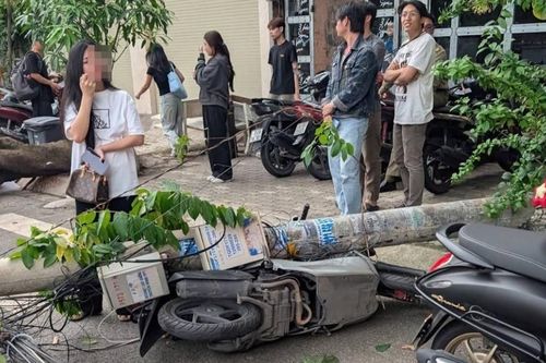 Hai cây phượng bật gốc kéo đổ 3 trụ điện, làm hư hỏng nhiều xe ở TPHCM