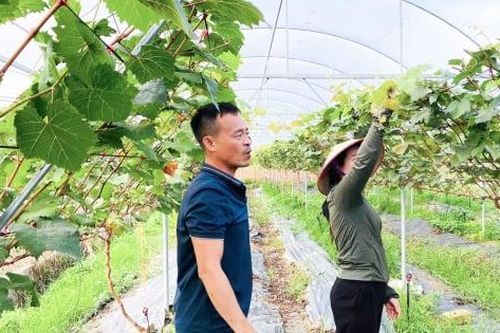 Nông dân Quảng Ninh mạnh dạn trồng thử nghiệm giống nho sữa Hàn Quốc