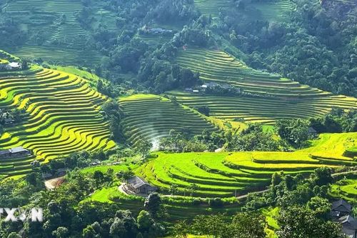 Mùa vàng trải sóng ở Hoàng Su Phì