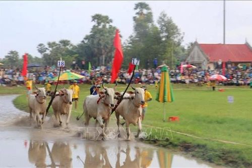 Tưng bừng Hội đua bò Bảy Núi tỉnh An Giang năm 2026