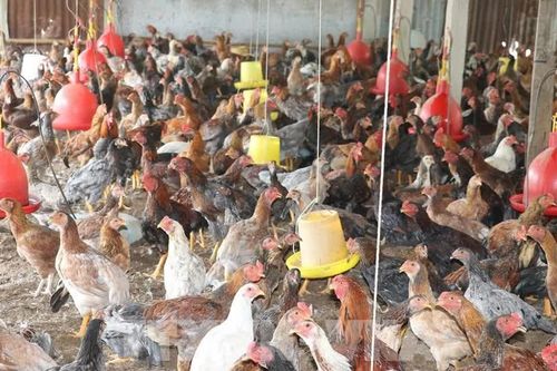 Người chăn nuôi thua lỗ vì giá gia cầm tiếp tục giảm