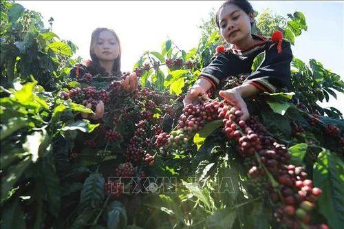 Lễ hội Cà phê Buôn Ma Thuột 2027 sẽ mang tầm vóc cấp quốc gia