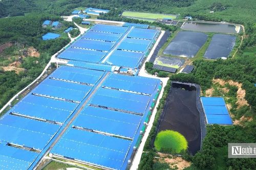 Xã ở Thanh Hóa 'gánh' 7 trại lợn: 'không thể để bà con không ăn không ngủ được'