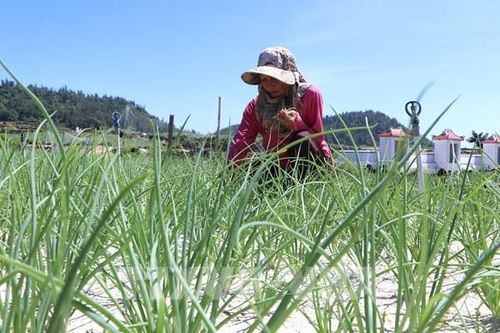 Nâng tầm thương hiệu tỏi Lý Sơn bằng tiêu chuẩn VietGAP
