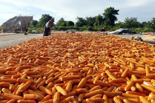Thị trường nông sản: Giá ngô Mỹ giảm mạnh, giá đường tăng do lo ngại nguồn cung