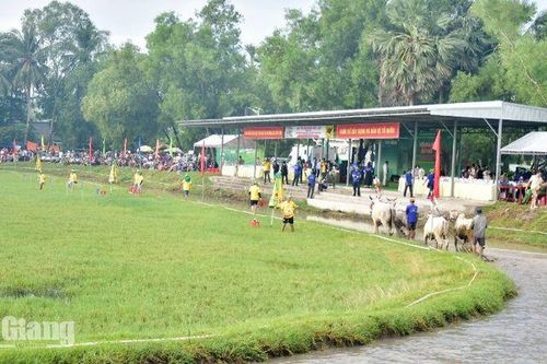 Trước giờ khai hội Đua bò Bảy Núi năm 2026
