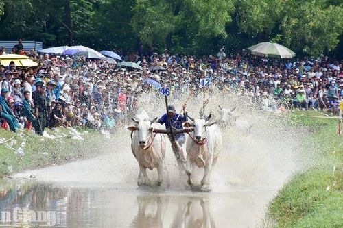 Hội đua bò Bảy Núi 2026: Những màn tranh tài mãn nhãn