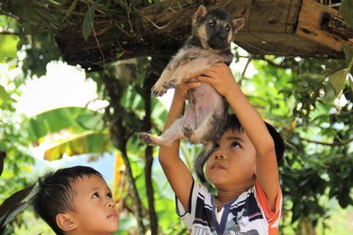 Đà Nẵng tăng cường phối hợp liên ngành phòng, chống bệnh dại