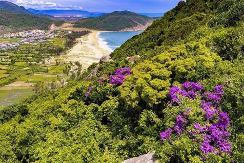 Rực rỡ sắc hoa bằng lăng trên sườn núi Cát Hải
