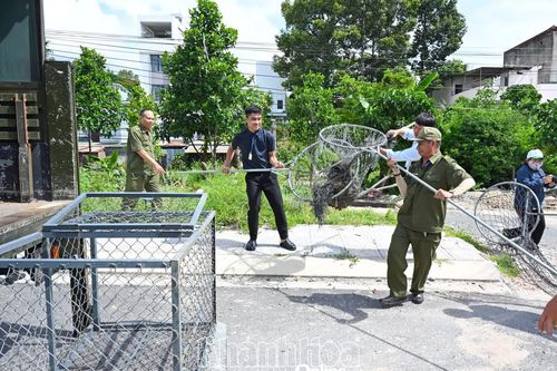 Phường Nam Nha Trang quyết liệt xử lý chó, mèo thả rông