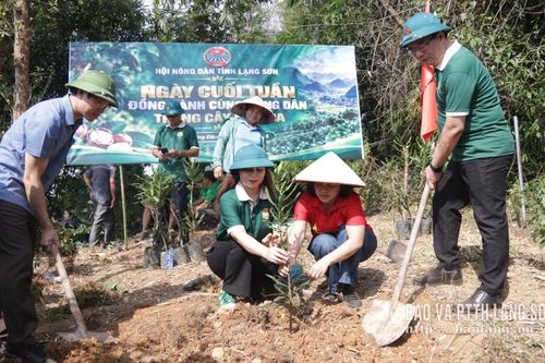 Hỗ trợ trồng cây mắc ca tại xã Đồng Đăng