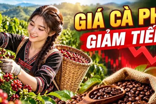 Giá cà phê hôm nay 10/10/2026: Giá trong nước giảm sâu